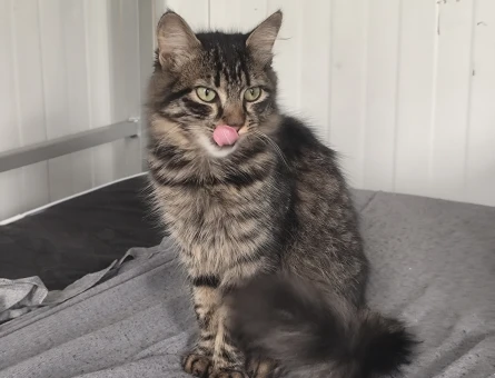 4 Aylık Cins kedi yeni sahibini arıyor - 10777