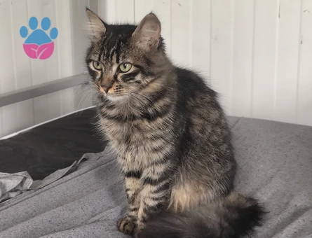 4 Aylık Cins kedi yeni sahibini arıyor - 10777 - Görsel 3
