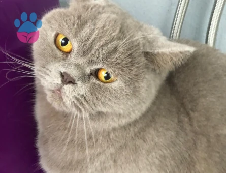 British shorthair 3 Yaşında Dişi - 10779 - Görsel 2