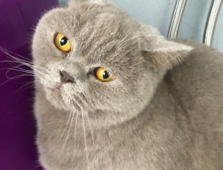 British shorthair 3 Yaşında Dişi - 10779
