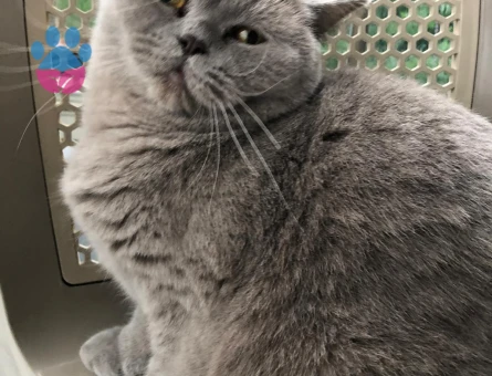 British shorthair 3 Yaşında Dişi - 10779 - Görsel 3