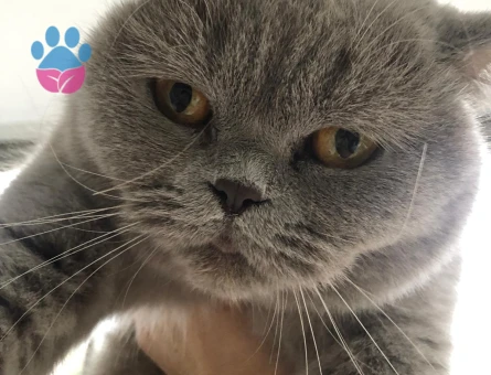 British shorthair 3 Yaşında Dişi - 10779 - Görsel 4