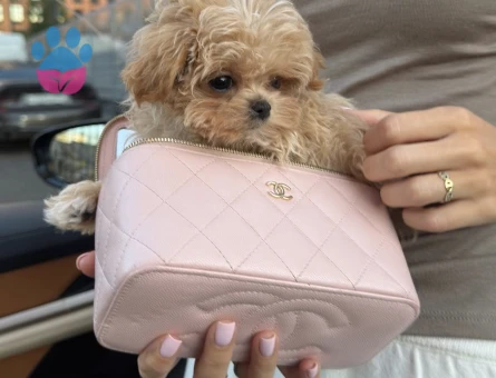 BEBEK SURAT MALTİPOO YAVRUMUZ - 10781 - Görsel 3