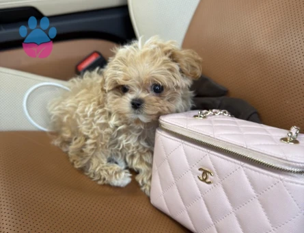 BEBEK SURAT MALTİPOO YAVRUMUZ - 10781