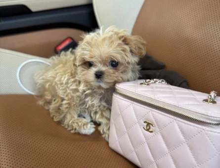 BEBEK SURAT MALTİPOO YAVRUMUZ - 10781