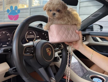 BEBEK SURAT MALTİPOO YAVRUMUZ - 10781 - Görsel 4