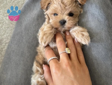 KOREAN MALTİPOO - 10783