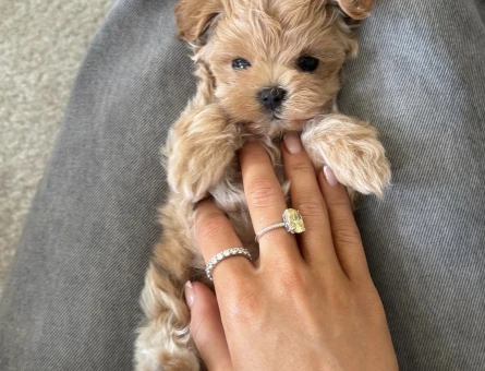 KOREAN MALTİPOO - 10783