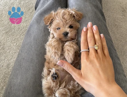 KOREAN MALTİPOO - 10783 - Görsel 4