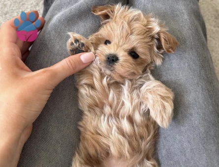 KOREAN MALTİPOO - 10783 - Görsel 3