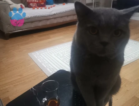 Ücretsiz british kedi sahiplendirme - 10785 - Görsel 2