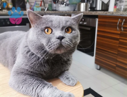Ücretsiz british kedi sahiplendirme - 10785 - Görsel 3