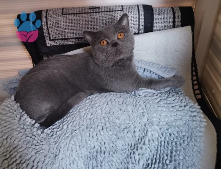Ücretsiz british kedi sahiplendirme - 10785 - Görsel 4
