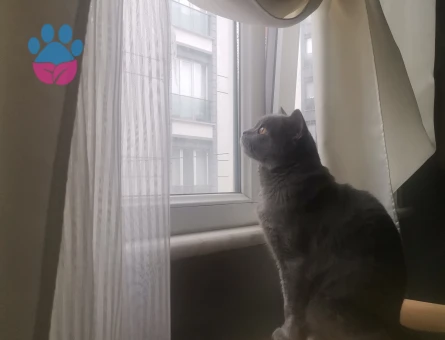 Ücretsiz british kedi sahiplendirme - 10785 - Görsel 5
