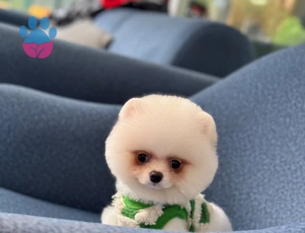 Dünya Tatlısı Pomeranian Oğlumuz - 10794 - Görsel 3