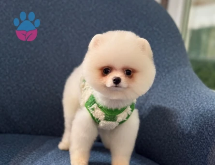 Dünya Tatlısı Pomeranian Oğlumuz - 10794