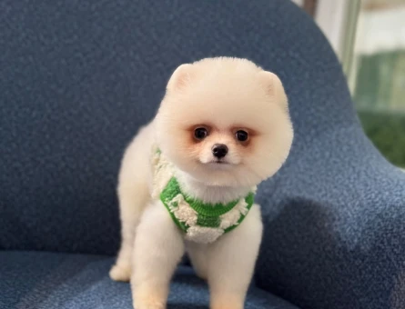 Dünya Tatlısı Pomeranian Oğlumuz - 10794