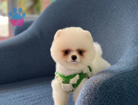 Dünya Tatlısı Pomeranian Oğlumuz - 10794 - Görsel 4