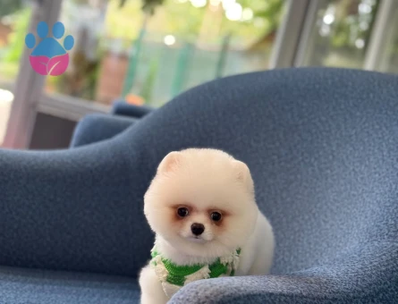 Dünya Tatlısı Pomeranian Oğlumuz - 10794 - Görsel 5
