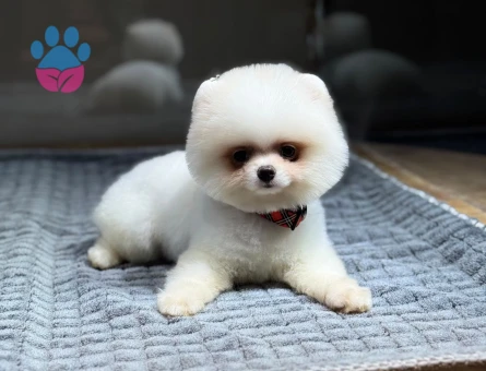 Beyaz Pomeranian Boo Oğlumuz - 10795
