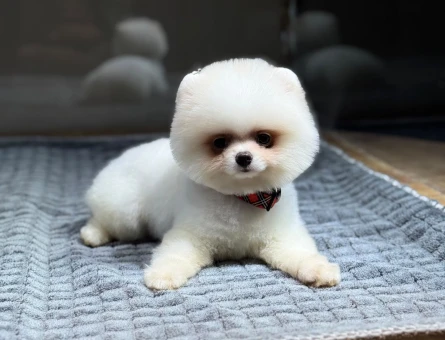 Beyaz Pomeranian Boo Oğlumuz - 10795