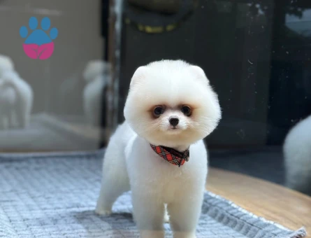 Beyaz Pomeranian Boo Oğlumuz - 10795 - Görsel 5