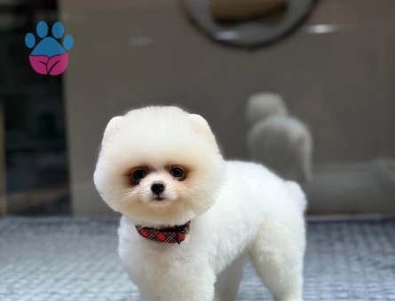 Beyaz Pomeranian Boo Oğlumuz - 10795 - Görsel 2