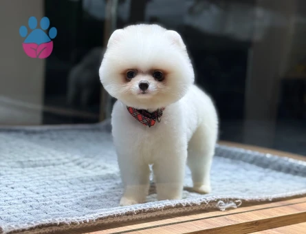 Beyaz Pomeranian Boo Oğlumuz - 10795 - Görsel 4