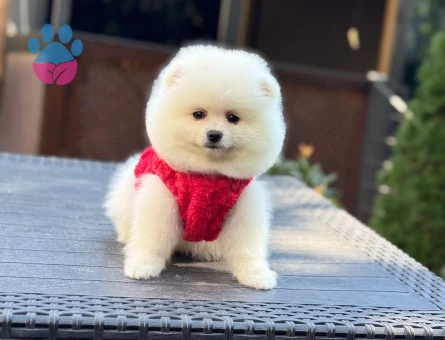 Pamuk Şeker Pomeranian Kızımız - 10798 - Görsel 5