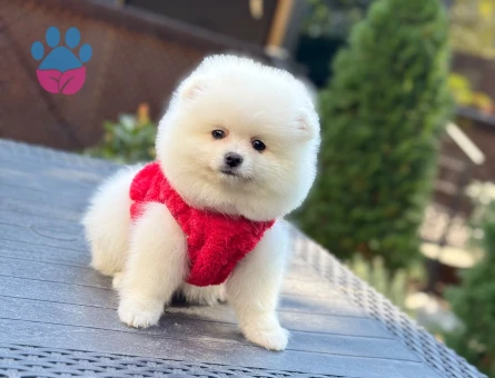 Pamuk Şeker Pomeranian Kızımız - 10798 - Görsel 3