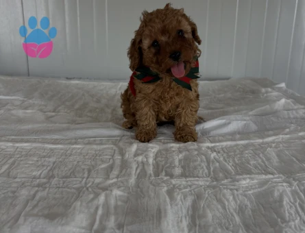 KOREKAN TOY POODLE BEBEKLER - 10799 - Görsel 3