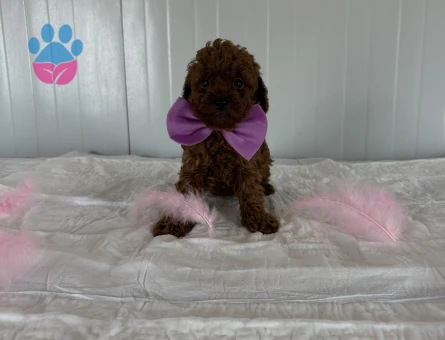 KOREKAN TOY POODLE BEBEKLER - 10799 - Görsel 2
