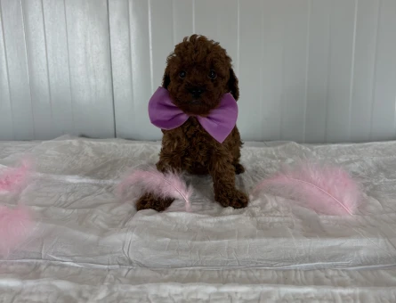 KOREKAN TOY POODLE BEBEKLER - 10799