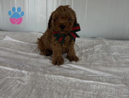 KOREKAN TOY POODLE BEBEKLER - 10799 - Görsel 4