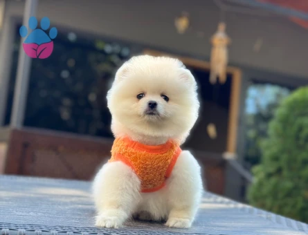 Beyaz Renkte Muhteşem Pomeranian Kızımız - 10801
