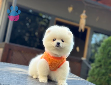 Beyaz Renkte Muhteşem Pomeranian Kızımız - 10801 - Görsel 5