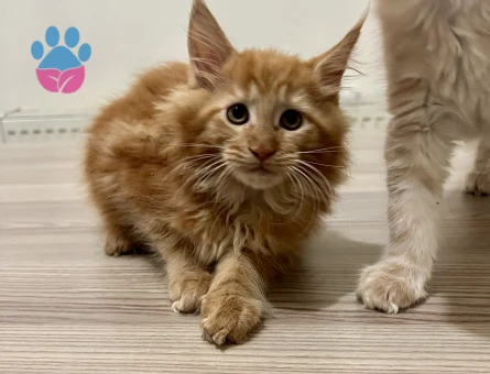Maine Coon Yavruları Red Cream Black Smoke - 10804 - Görsel 3