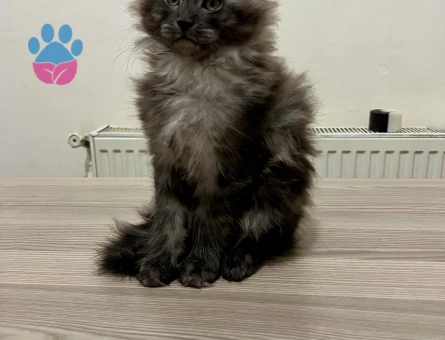 Maine Coon Yavruları Red Cream Black Smoke - 10804 - Görsel 4