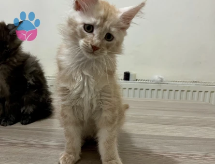 Maine Coon Yavruları Red Cream Black Smoke - 10804 - Görsel 5