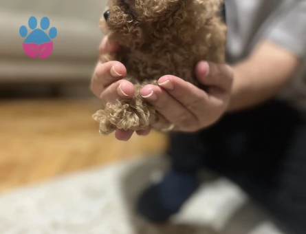 2 AYLIK TOY POODLE - 10806