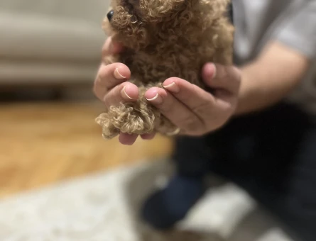 2 AYLIK TOY POODLE - 10806