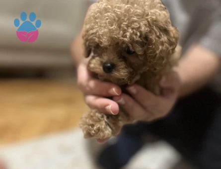 2 AYLIK TOY POODLE - 10806 - Görsel 5