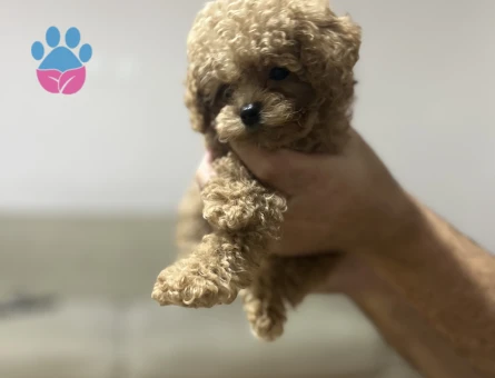 2 AYLIK TOY POODLE - 10806 - Görsel 4