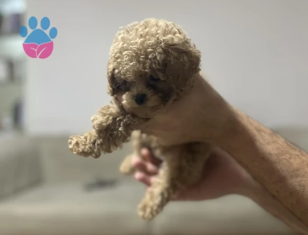 2 AYLIK TOY POODLE - 10806 - Görsel 3