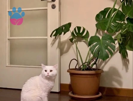 2 Yaşında British Shorthair Erkek - 10807 - Görsel 2