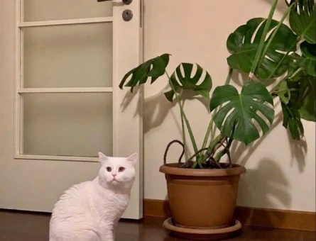 2 Yaşında British Shorthair Erkek - 10807