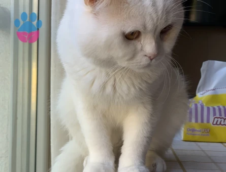 2 Yaşında British Shorthair Erkek - 10807 - Görsel 4