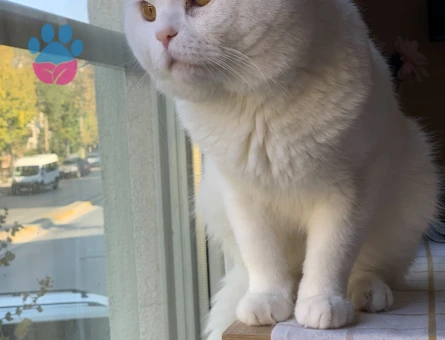 2 Yaşında British Shorthair Erkek - 10807 - Görsel 3