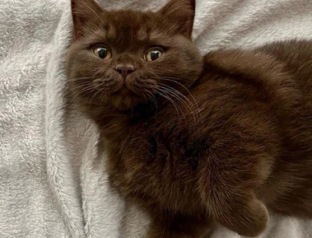 British Shorthair Erkek Çikolata 2 Aylık