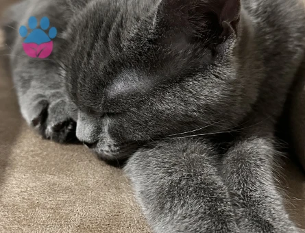 Sahiplendirme British shorthair 5 aylık